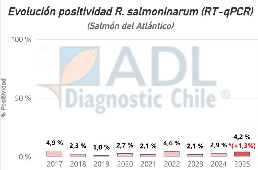 Renibacterium salmoninarum.jpg